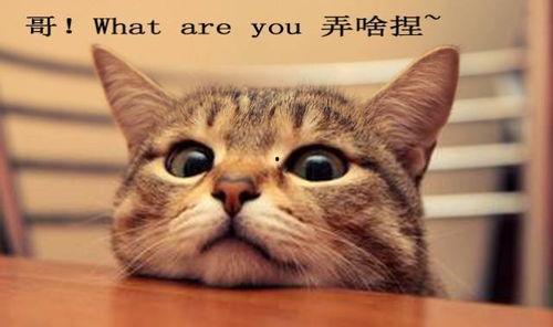 吃瓜娱乐君折耳猫,吃瓜娱乐君带你揭秘网红宠物的魅力与争议