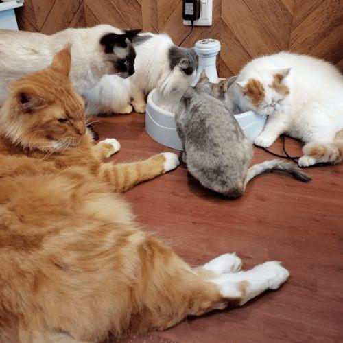 吃瓜娱乐君折耳猫,吃瓜娱乐君带你揭秘网红宠物的魅力与争议