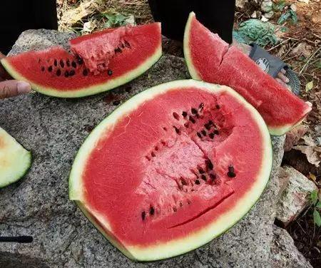 吃瓜大会是什么意思,网络热词背后的文化现象