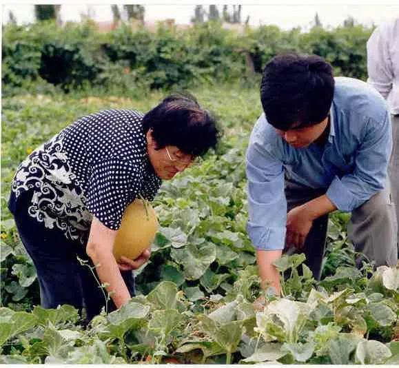 青岛农业吃瓜大爆料,吃瓜群众眼中的农业新鲜事