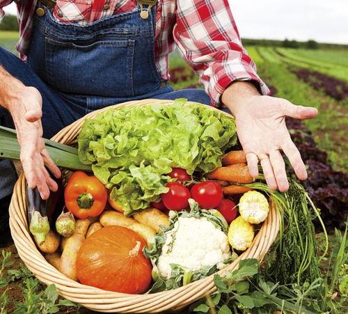 青岛农业吃瓜大爆料,吃瓜群众眼中的农业新鲜事